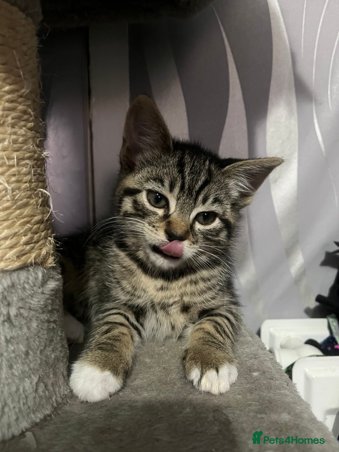 Mixed Breed cats for sale: Kittens for sale  - Image 3
