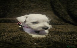 Miniature Schnauzer dogs for sale: Adorable white schnauzer puppies- ready soon! - Image 30