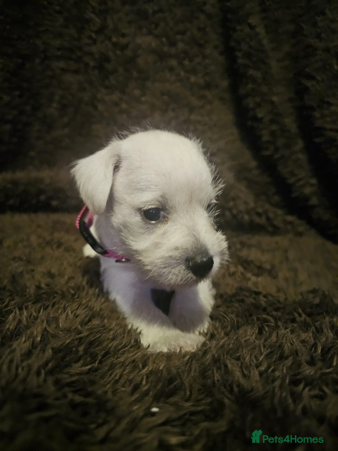Miniature Schnauzer dogs for sale: Adorable white schnauzer puppies- ready soon! - Image 30