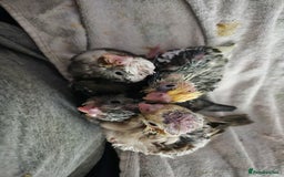 Cockatiels birds for sale: Hand tame cockatiel chicks  - Image 9