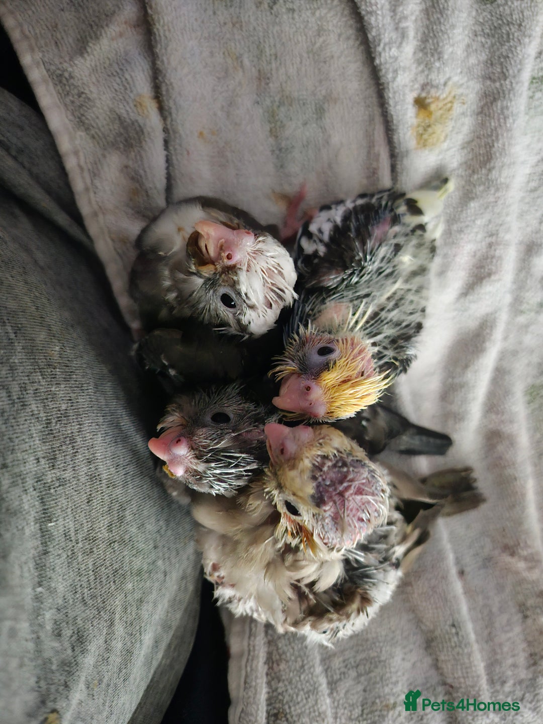Cockatiels birds for sale: Hand tame cockatiel chicks  - Image 9