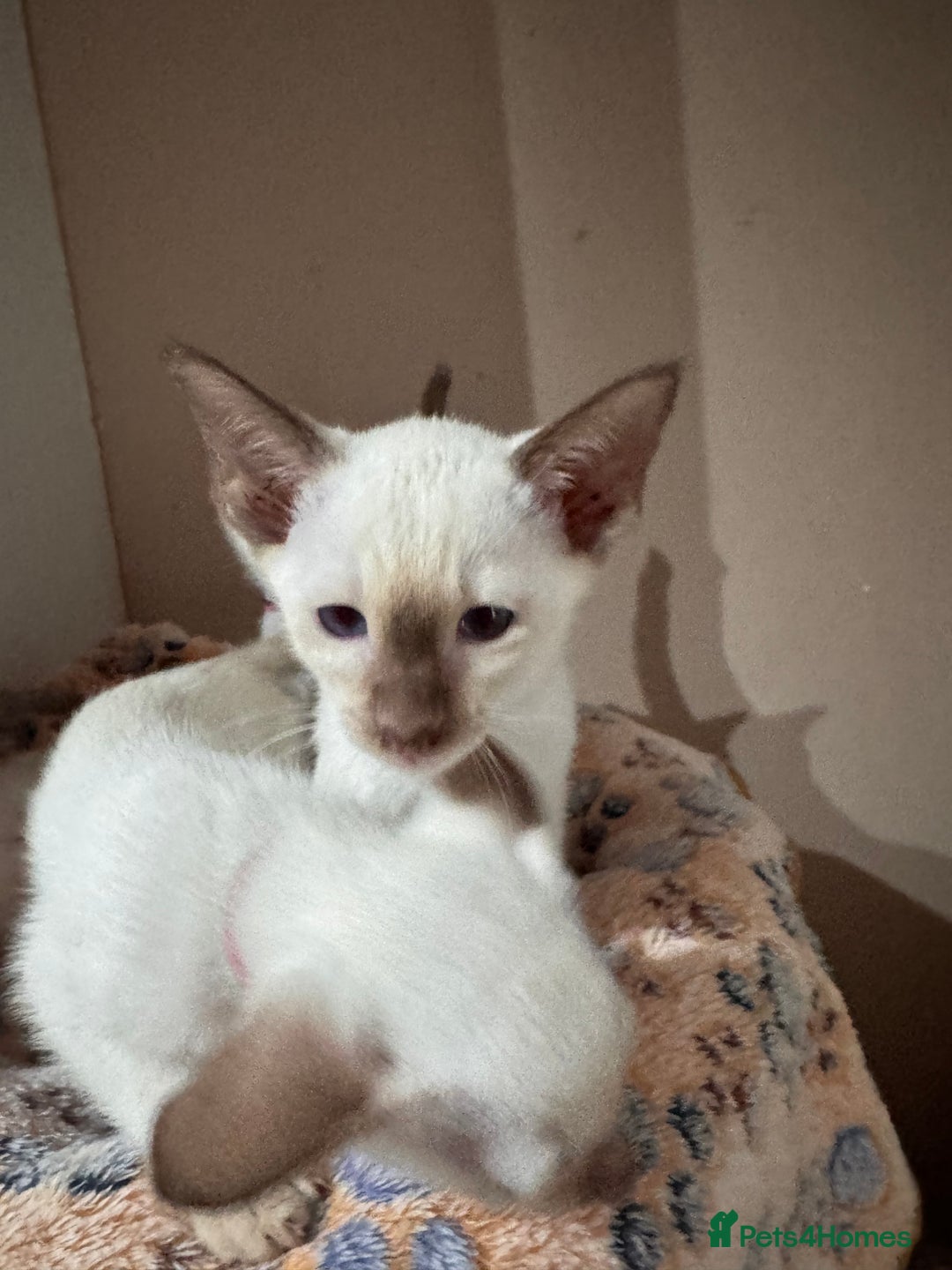 Siamese cats for sale: 4 adorable lilac and chocolate point Siamese  - Advert 11