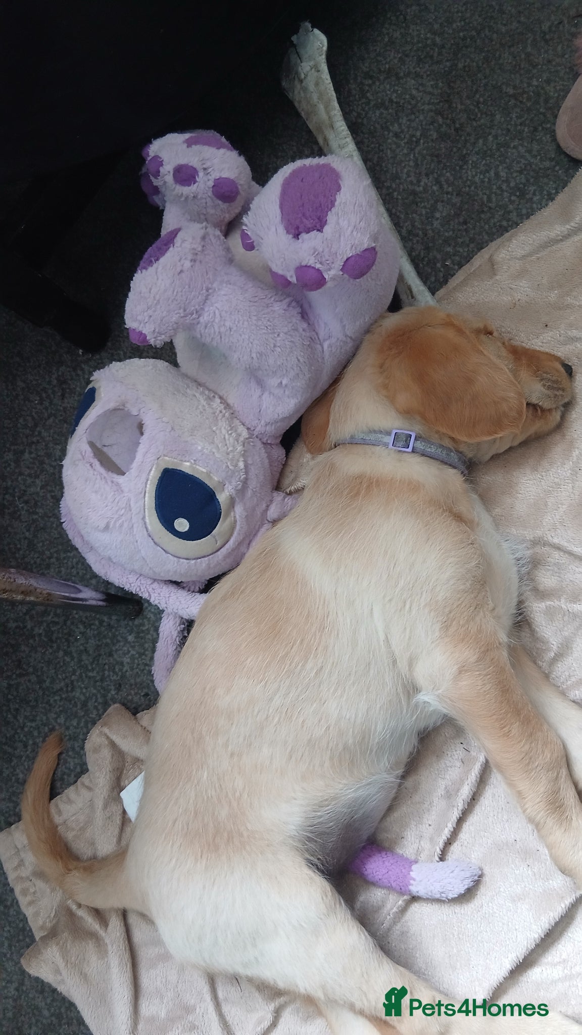 Mixed Breed dogs for sale: Ready Gorgeous Cockapoo x Gold Retriever x pups  - Advert 2