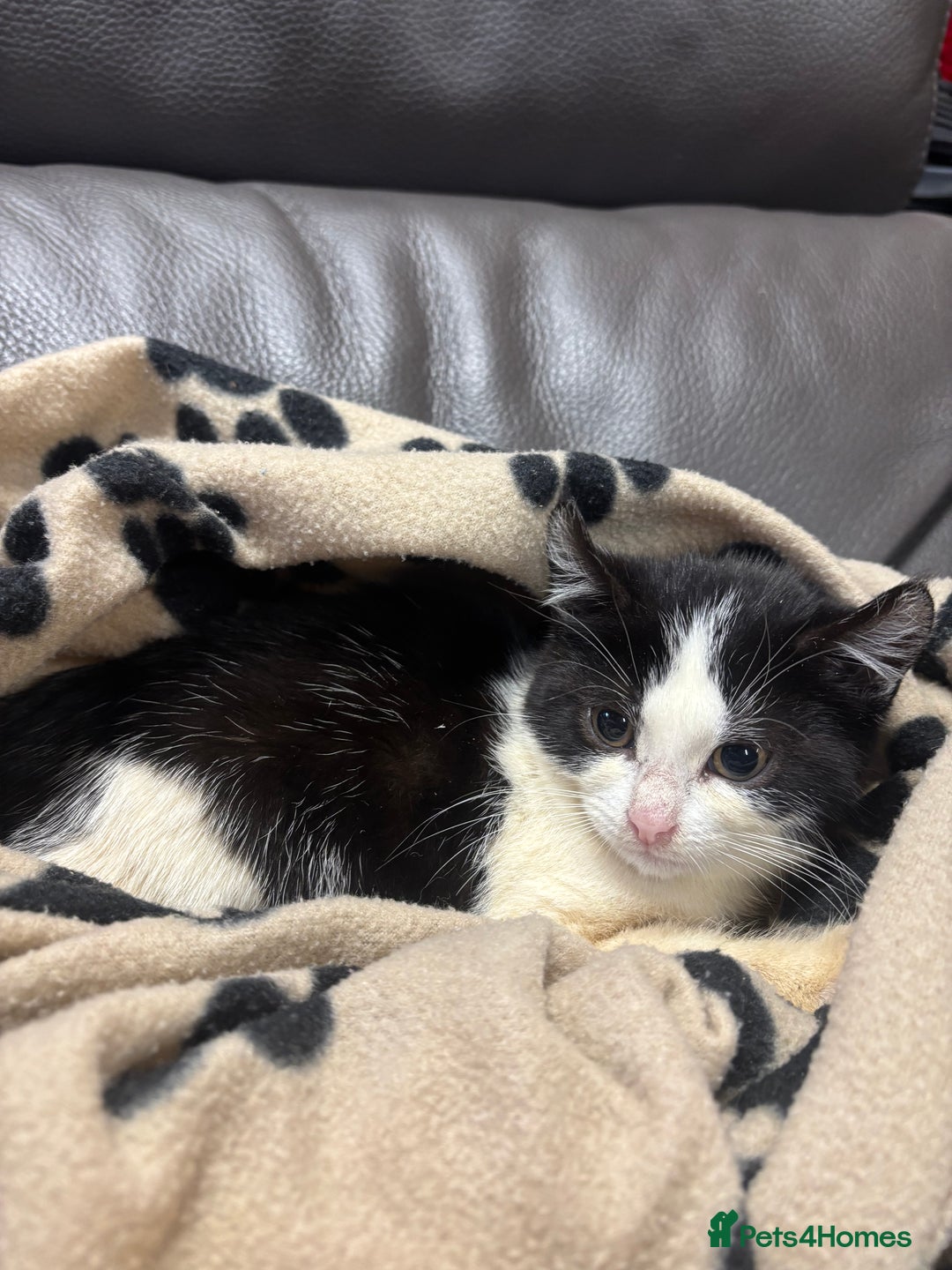 Mixed Breed cats for sale: 2 beautiful tabby x kittens for sale  - Advert 4