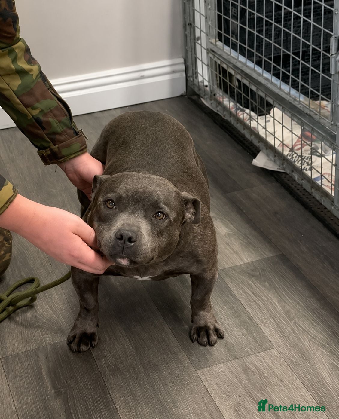 Staffordshire Bull Terrier dogs Bowser - Blue Staffy Male For Sale - Advert 2