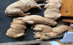 Golden Retriever dogs for sale: 2 beautiful golden retriever boys available. - Image 14