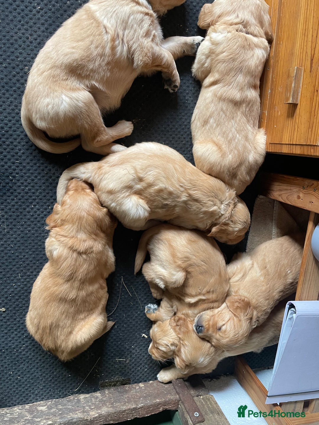 Golden Retriever dogs for sale: 2 beautiful golden retriever boys available. - Image 14