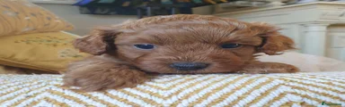 Cotonoodle 2