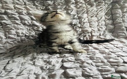 Maine Coon cats for sale: Maine coon kittens TICA registered  - Image 19
