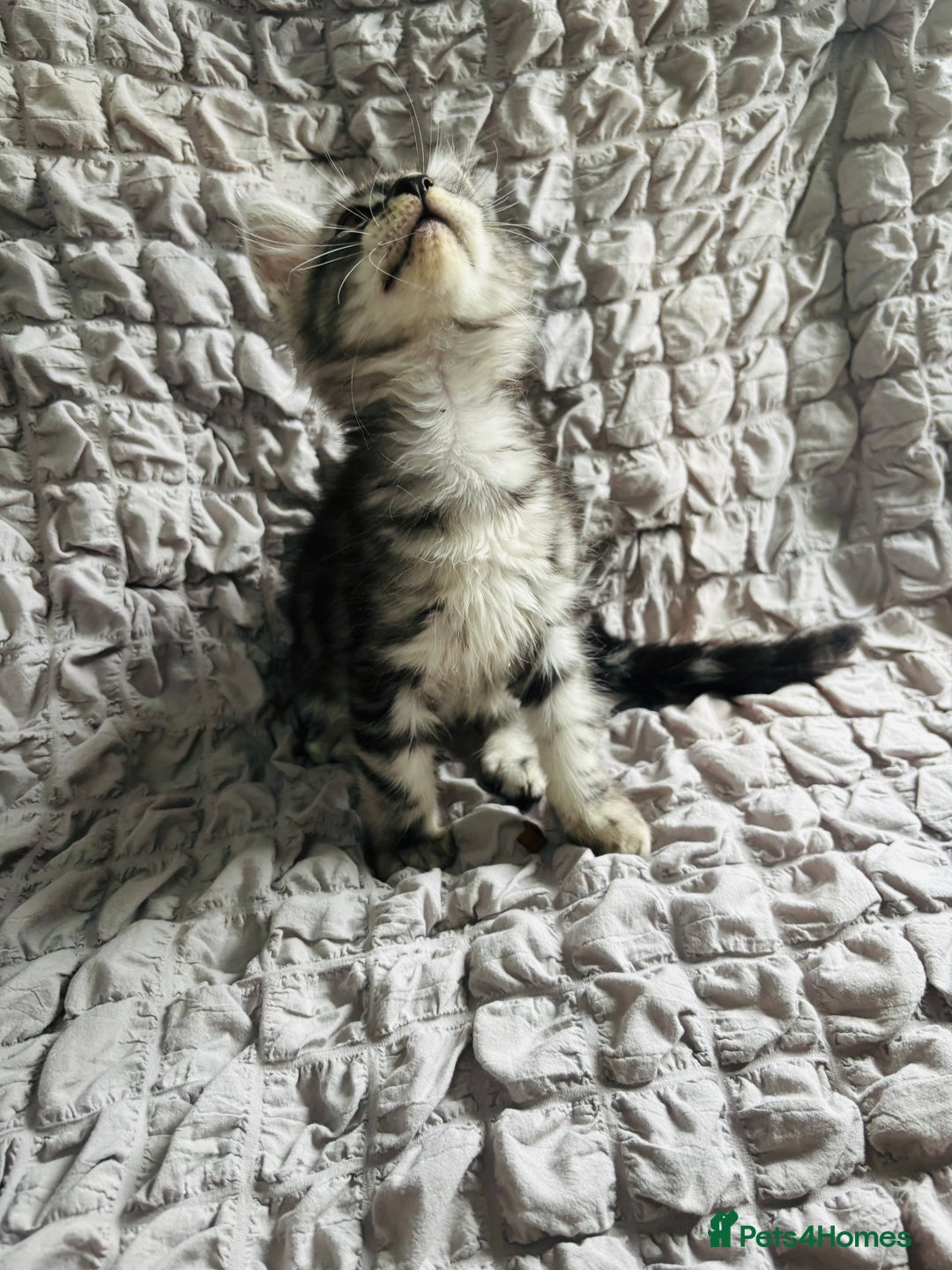 Maine Coon cats for sale: Maine coon kittens TICA registered  - Image 19
