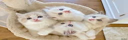 Ragdoll cats for sale: READY NOW *** INDOOR FULL PEDIGREE RAGDOLL KITTENS - Advert 20