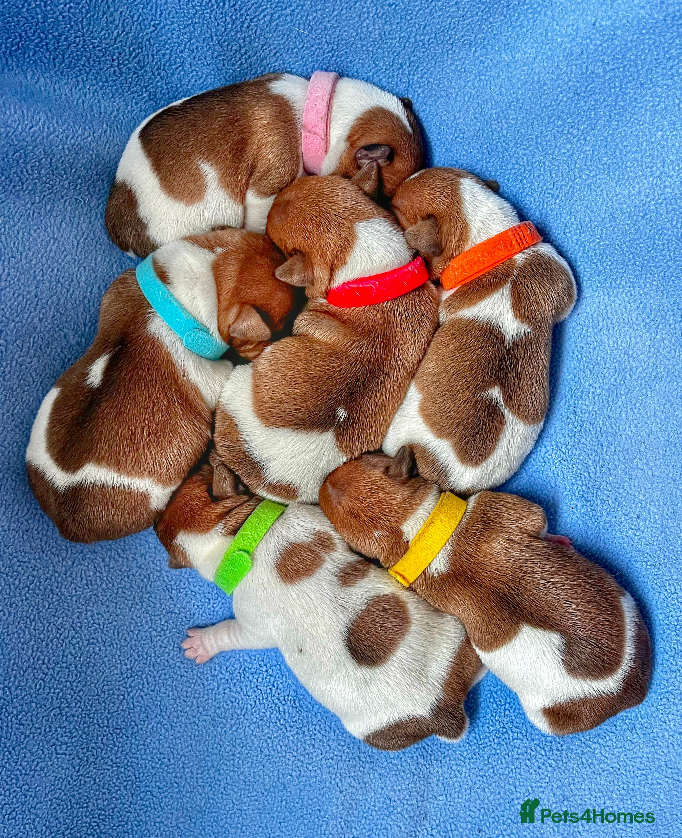 Jack Russell dogs 🐶 🐶 Jack Russell Puppies Available 🐶 - Advert 1