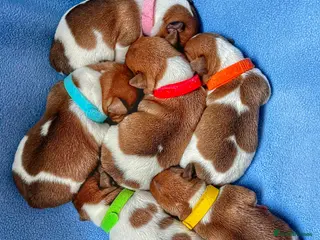 Jack Russell dogs 🐶 🐶 Jack Russell Puppies Available 🐶 - Advert 1