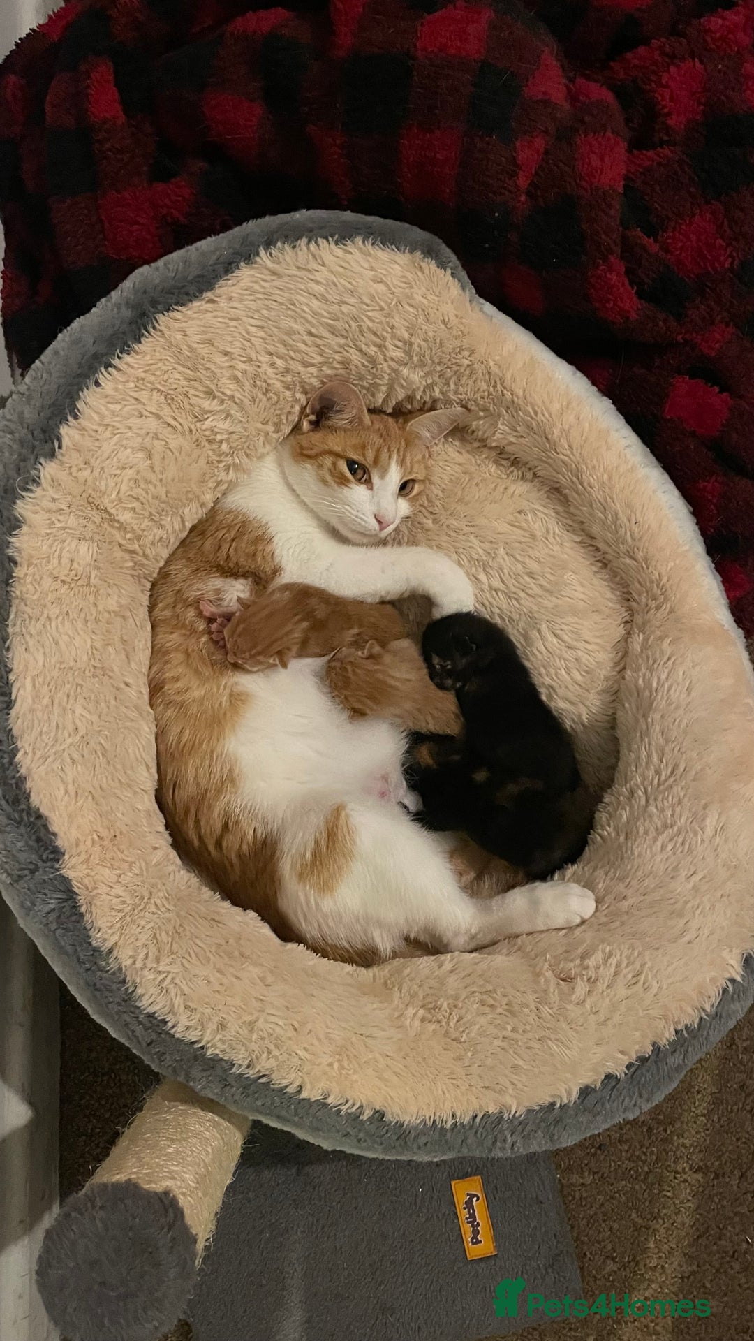 Mixed Breed cats for sale: 2 Beautiful Black (and ginger spots) Girl Kittens - Image 14