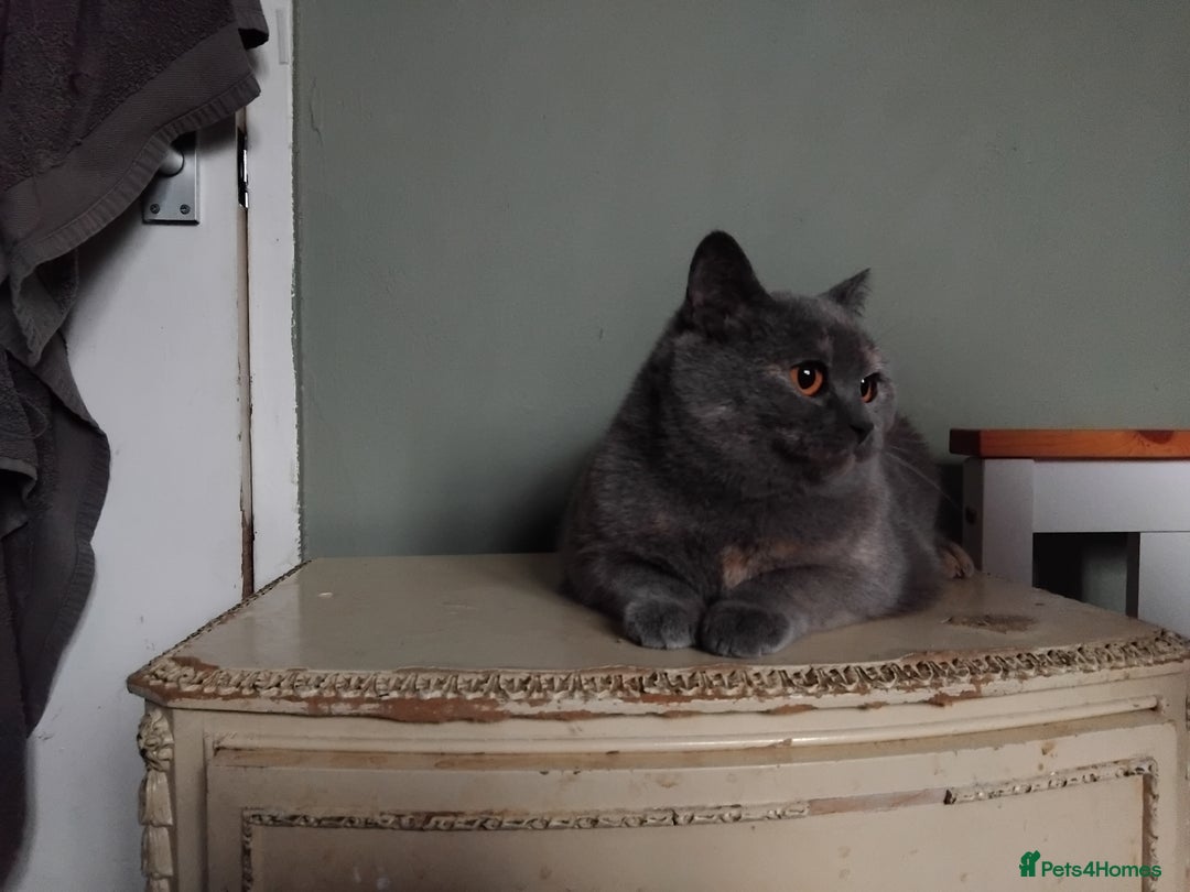 British Shorthair cats for sale: Beautiful British Shorthair  - Image 13