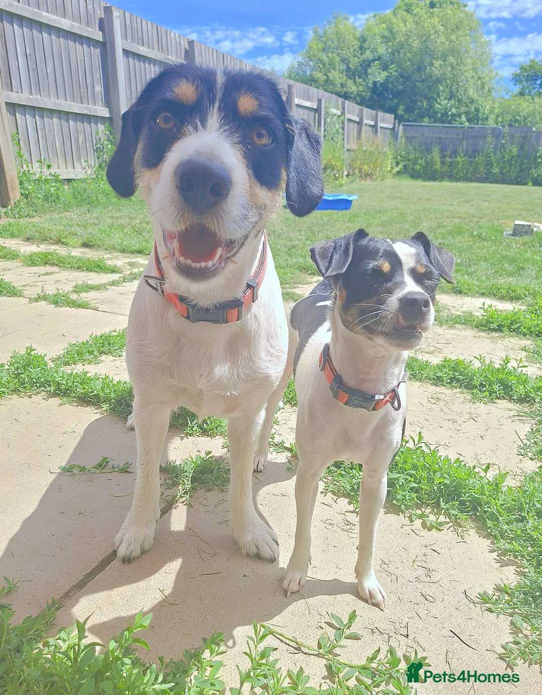 Mixed Breed dogs for sale: 2 gorgeous female dogs needing a home together  in Newton Abbot - Advert 1