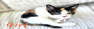 Mixed Breed 1