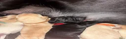 Labrador Retriever dogs for sale: 🐾 GORGEOUS LABRADOR PUPPIES – BORN 25TH SEPTEMBER - Advert 4