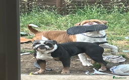 Mixed Breed dogs for sale: Olde Thyme English bulldog X New english bulldogs - Image 13
