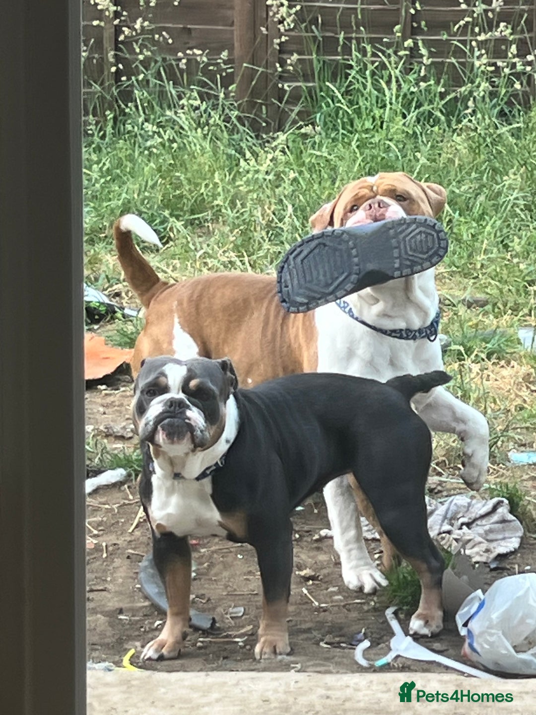 Mixed Breed dogs for sale: Olde Thyme English bulldog X New english bulldogs - Image 13
