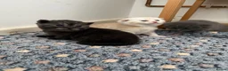Scottish Fold cats for sale: Adorable 5 Scottish Fold Kittens - Advert 16