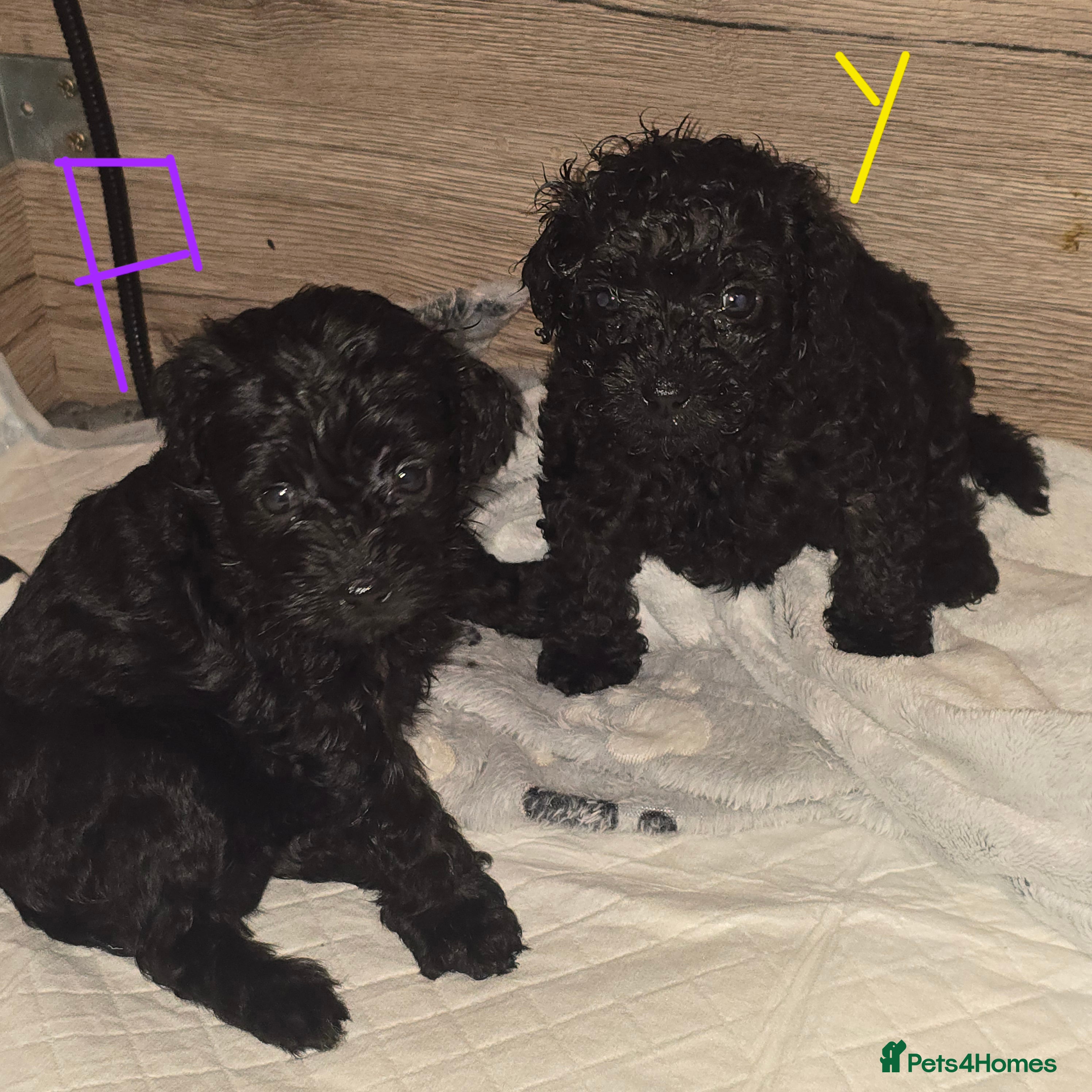 Shihpoo dogs ✨ Minature Poodle X Shihpoo Puppies F1B ✨️ - Advert 2