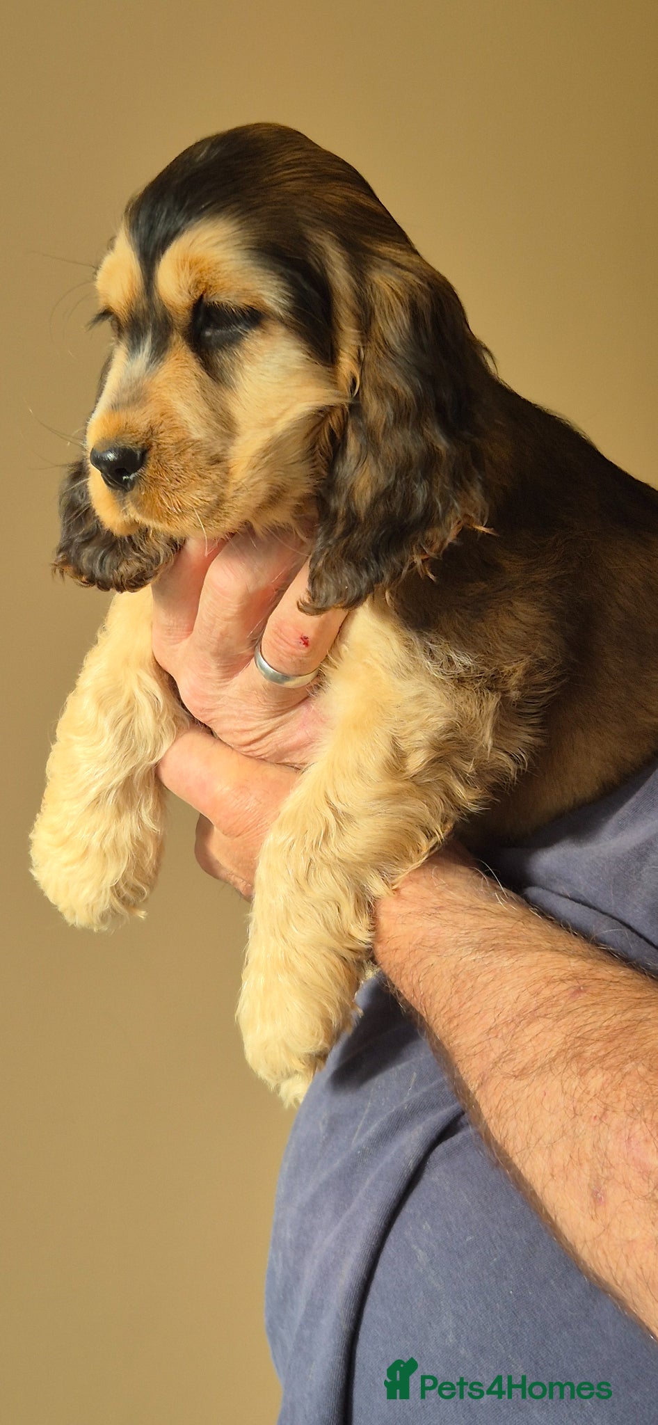 Cocker Spaniel dogs A STUNNING LITTER OF SHOW COCKERS - Advert 1