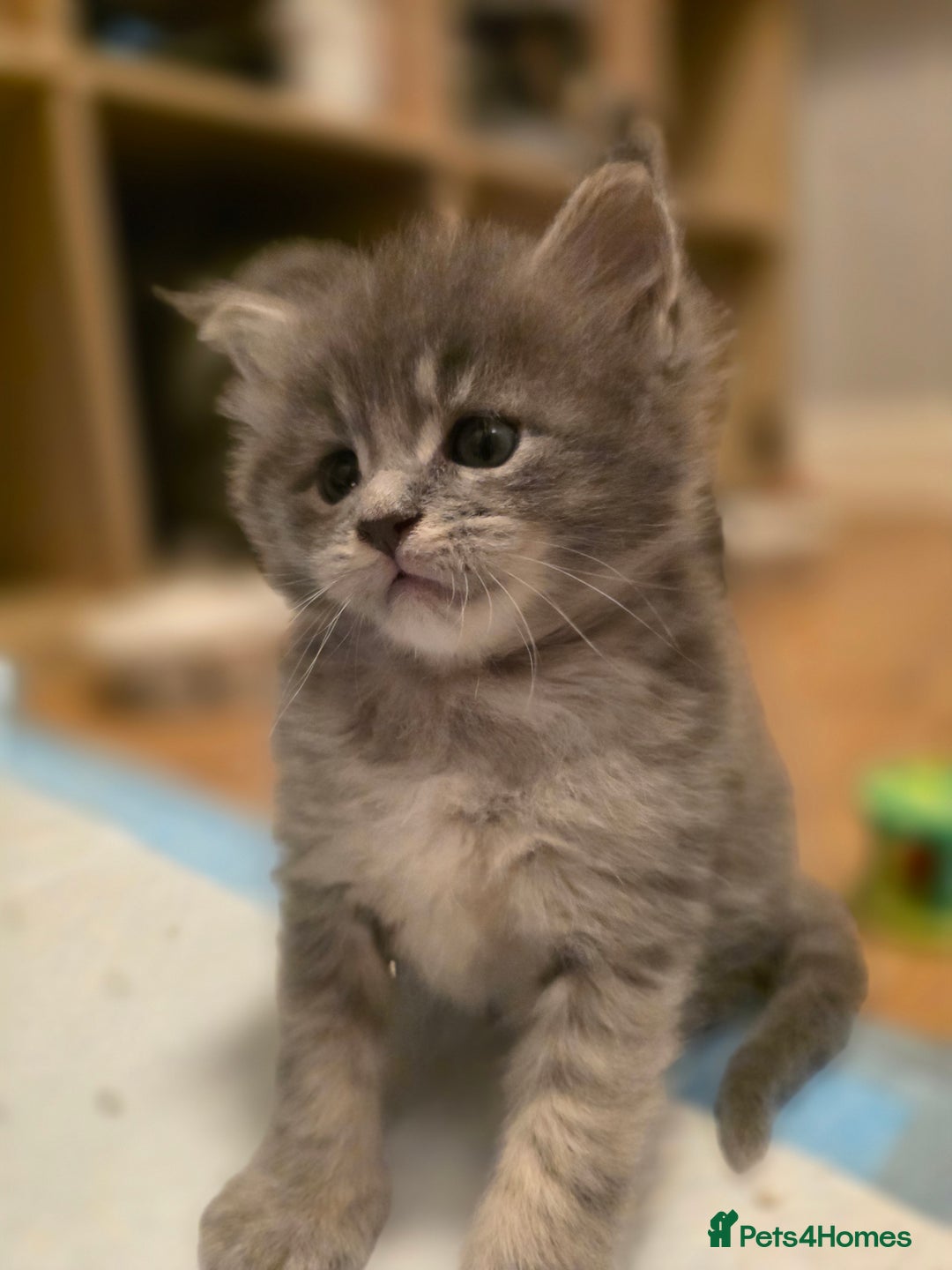 Maine Coon cats for sale: Beautiful Maine Coon Kittens 4 boys/2girl  - Advert 19