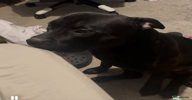 Staffordshire Bull Terrier dogs in Harrow - Advert 6