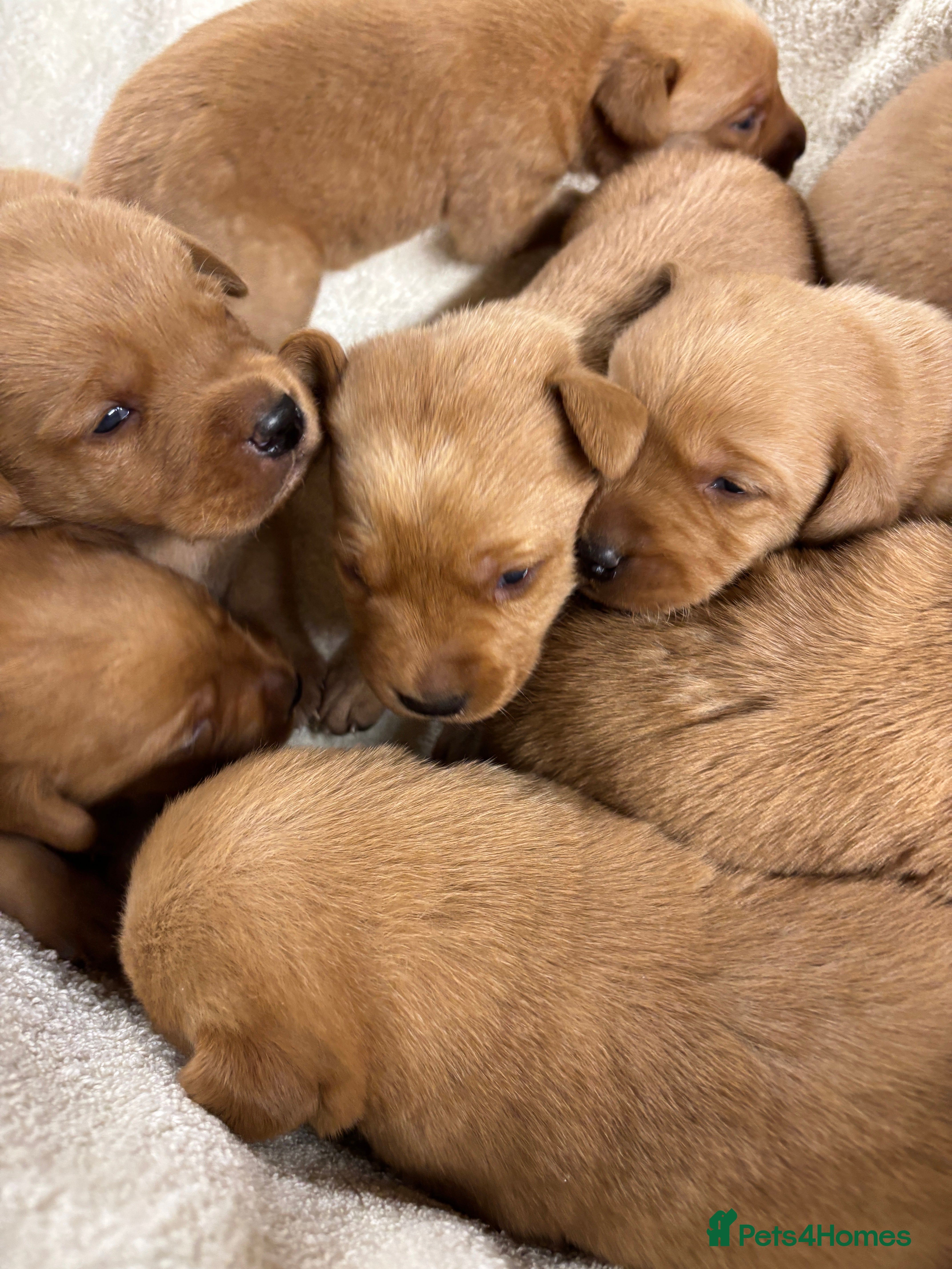 Labrador Retriever dogs KC Registered Fox Red Labrador Pups - Advert 8