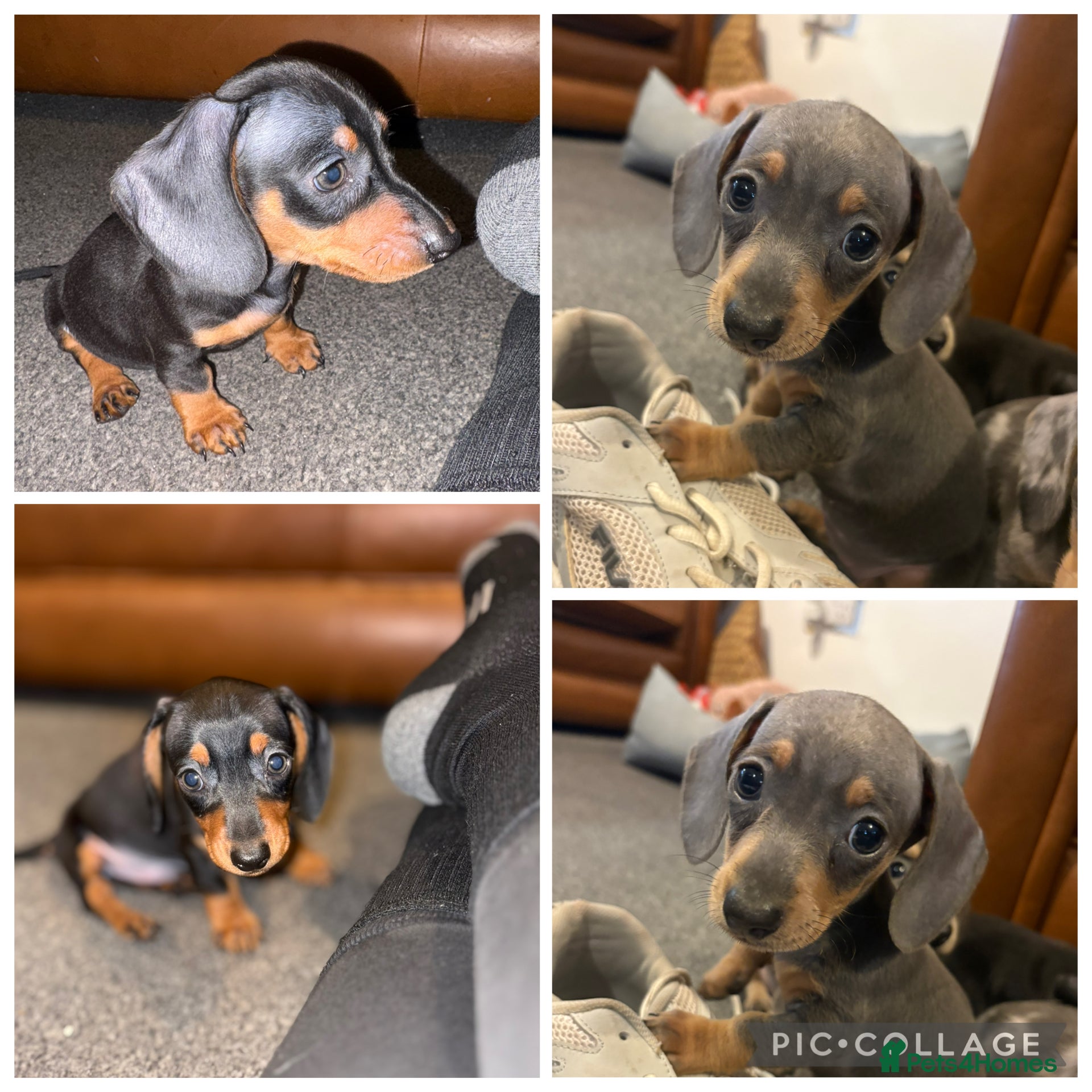 Miniature Dachshund dogs * Ready Now 2 LEFT * KC Miniature Dachshund - Advert 15