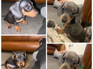 Miniature Dachshund dogs * Ready Now 2 LEFT * KC Miniature Dachshund - Advert 15