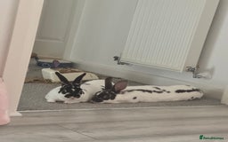 Dutch rabbits for sale: Urgent rehome 2 bonded indoor rabbits in Telford - Image 1