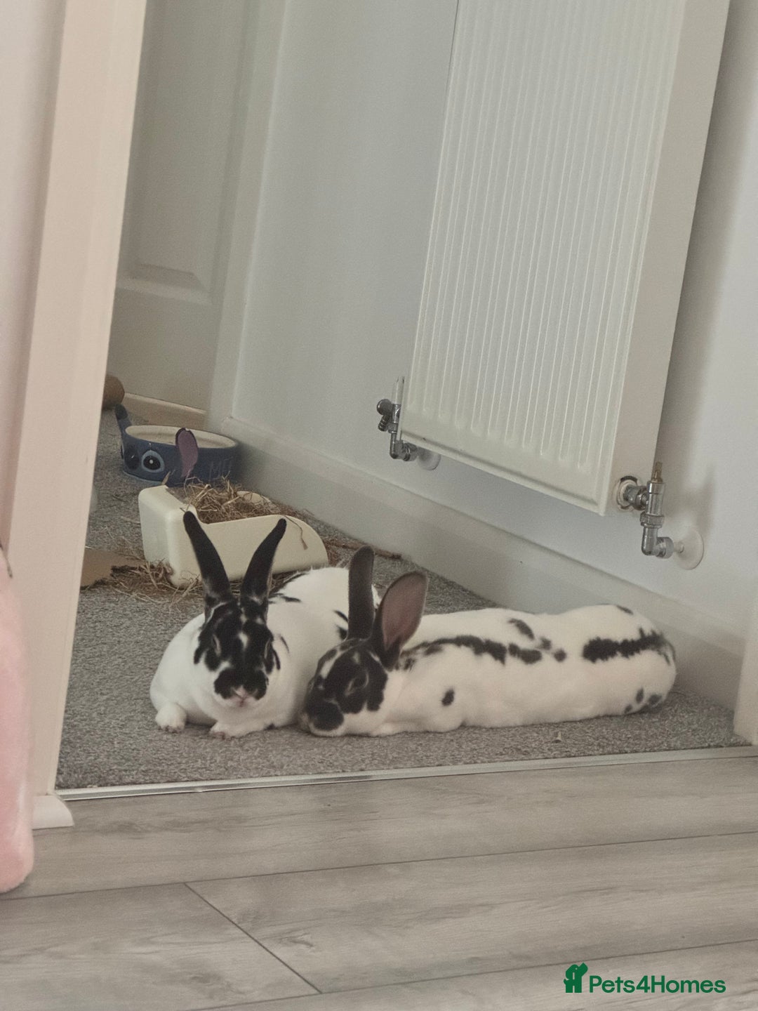 Dutch rabbits for sale: Urgent rehome 2 bonded indoor rabbits in Telford - Image 1