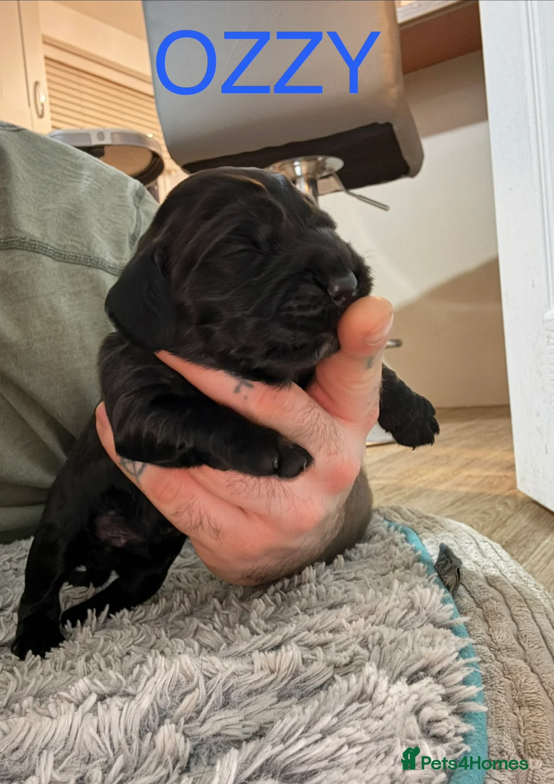 Cocker Spaniel dogs for sale: 3 Cocker Spaniel puppies. AVAILABLE TO VIEW - Advert 17