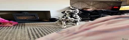 Dalmatian dogs for sale: Boss 4yr old dalmation in Waterlooville - Advert 6