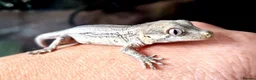 Gecko reptiles for sale: Gargoyle Gecko Babies 2+ months - Advert 3