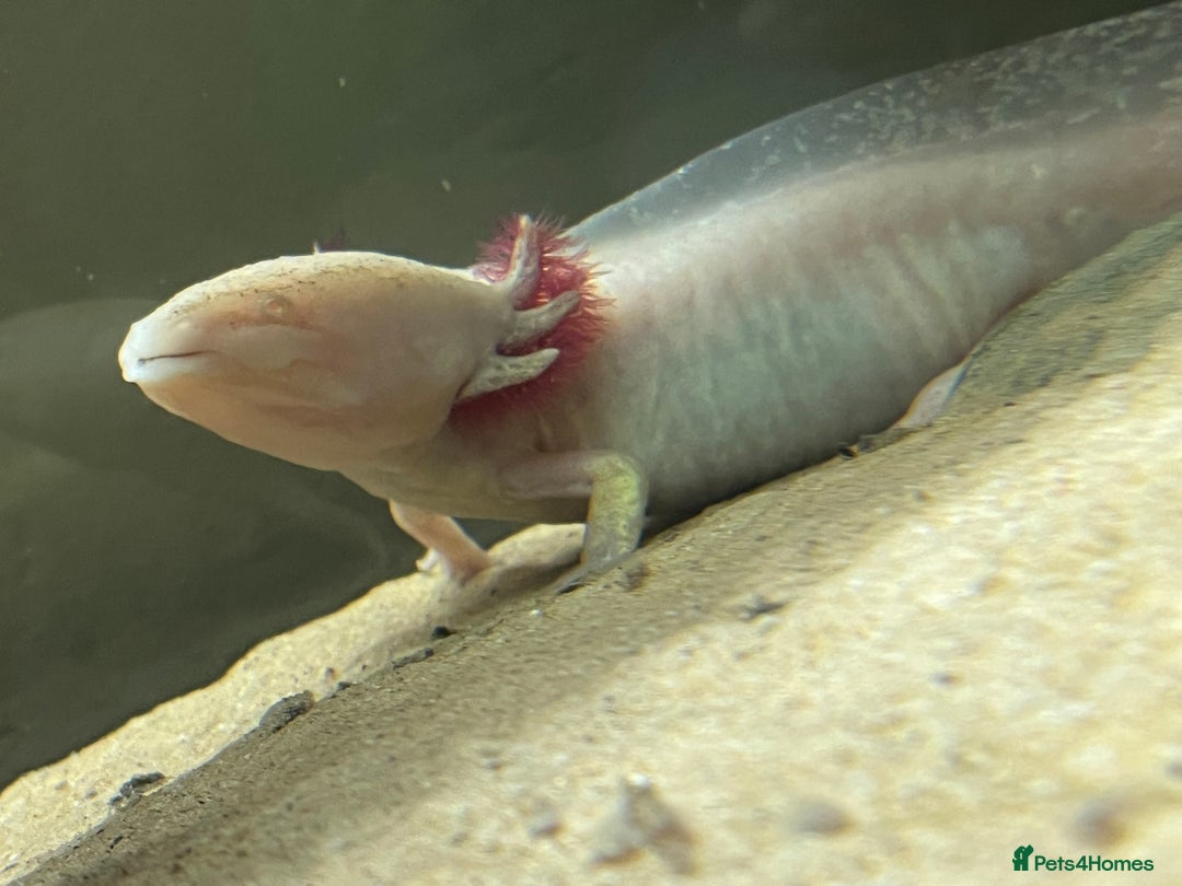 Axolotl reptiles for sale: Axolotls (Males & Females) - Advert 3