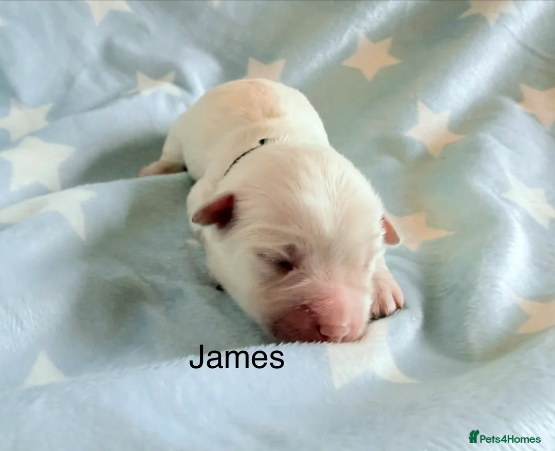 Coton De Tulear dogs for sale: KC reg Coton de Tulear parents DNA health tested  - Advert 19