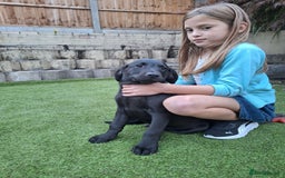 Labrador Retriever dogs for sale: ONLY 2 LEFT. Beautiful Healthy Labrador Puppies - Image 21