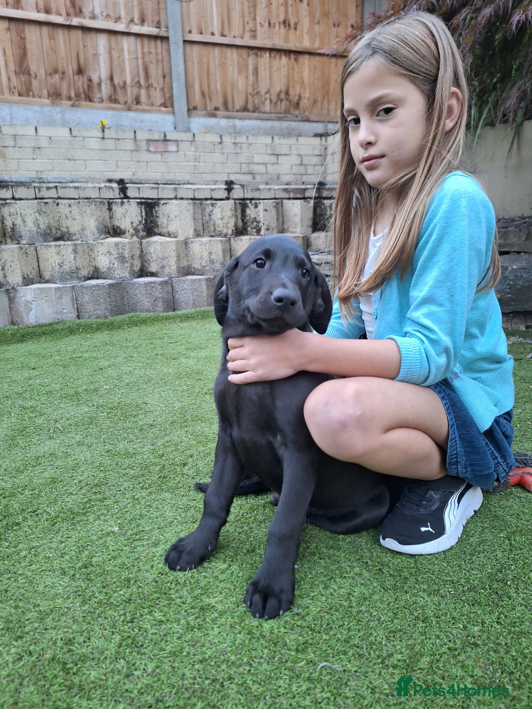 Labrador Retriever dogs for sale: ONLY 2 LEFT. Beautiful Healthy Labrador Puppies - Image 21