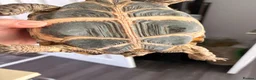 Tortoise reptiles for sale: Female Horsefield Tortoise with full set up - Advert 7