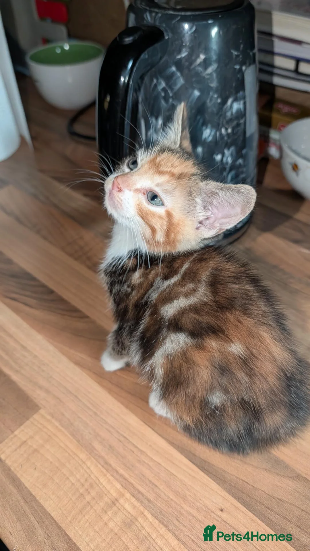 Mixed Breed cats for sale: Female for sale - Advert 2