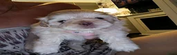 Shih Tzu dogs for sale: Imperial shih tzus - Advert 6