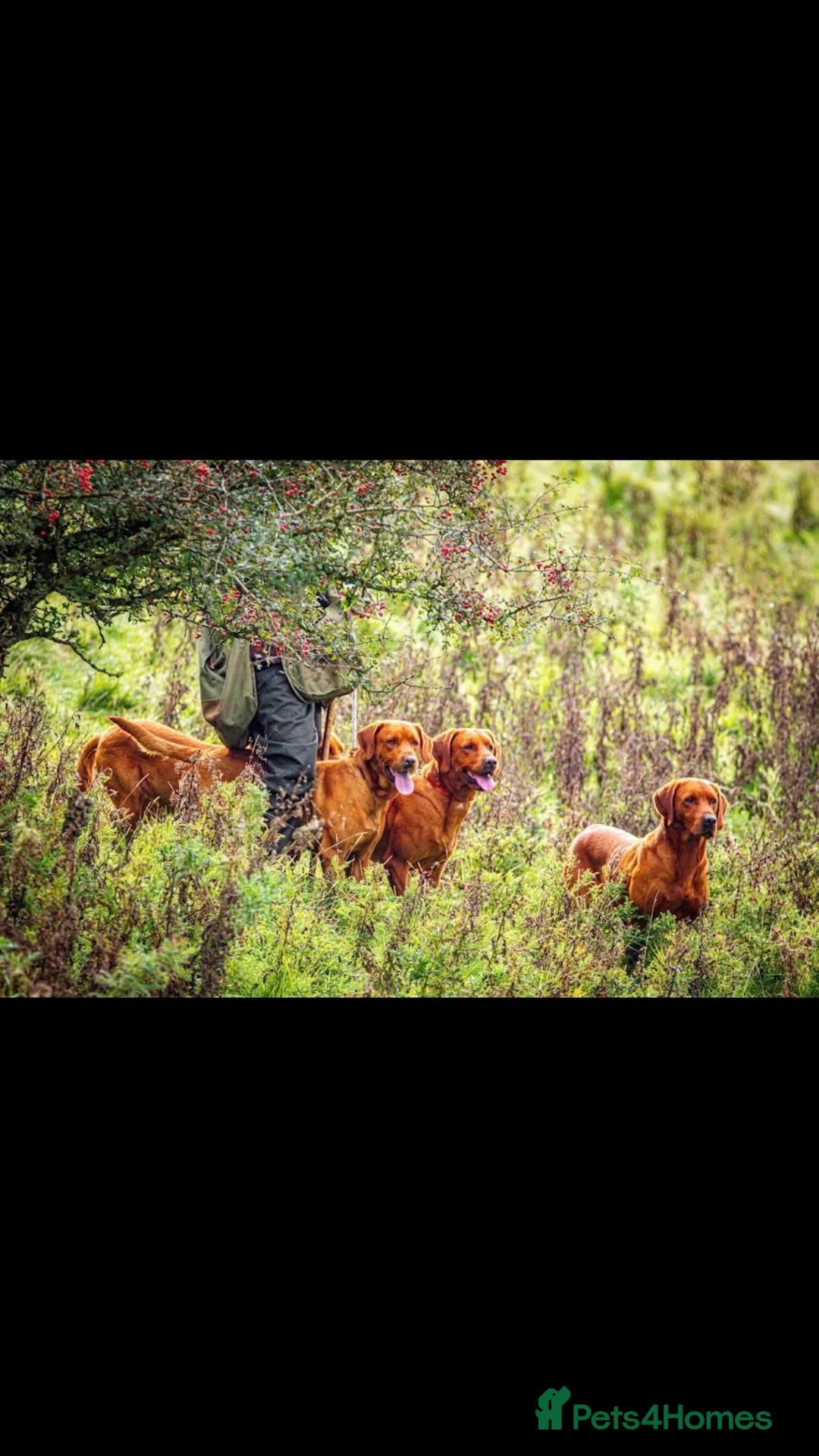 Labrador Retriever dogs for stud: CLAYBROW RED RAMBLER available for Stud (Proven) in Southport - Advert 6