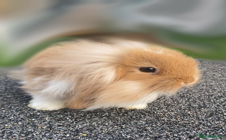 Mini Lop rabbits - Advert 3