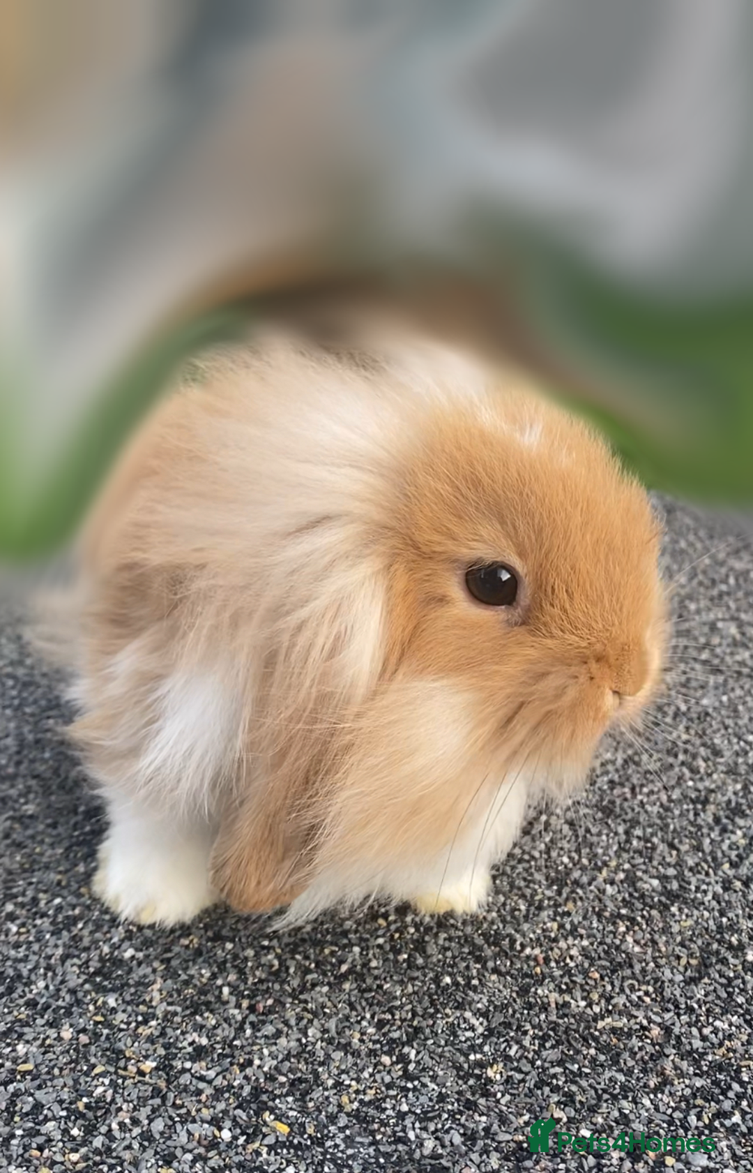 Mini Lop rabbits for sale: Mini Lop and Mini Lion Lop bunnies - Image 1