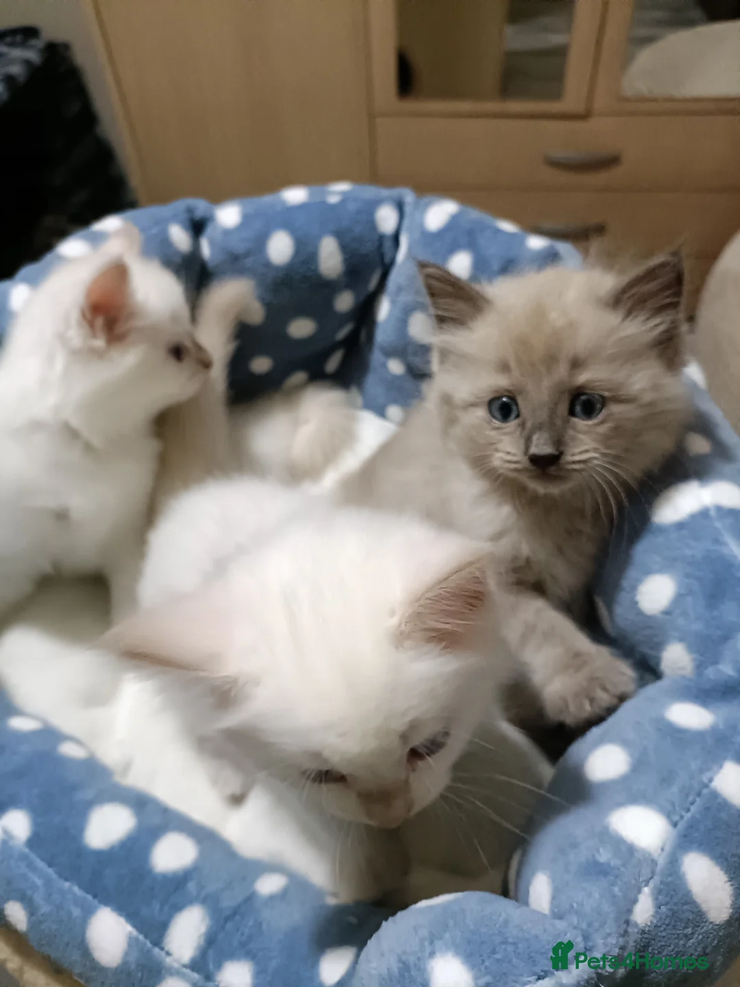 Ragdoll cats for stud: Solid Fawn Ragdoll for stud in Telford - Advert 7