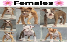 Olde English Bulldogge dogs for sale: Why Settle for Less? 5⭐️Rated,23 years experience  - Image 1