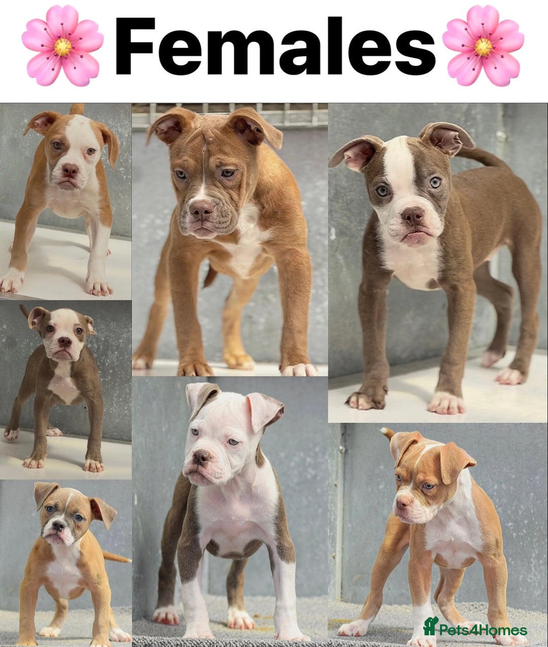 Olde English Bulldogge dogs for sale: Why Settle for Less? 5⭐️Rated,23 years experience  - Image 1